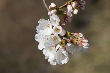 apple tree blossom
