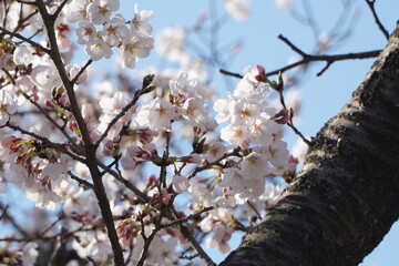 cherry blossom in spring