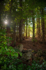 Forêt verdoyante dans l'Aubrac