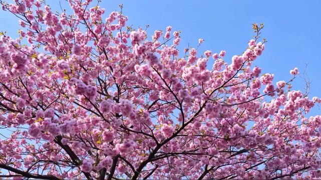 A profusion of delicate pink cherry blossoms against a vibrant blue sky