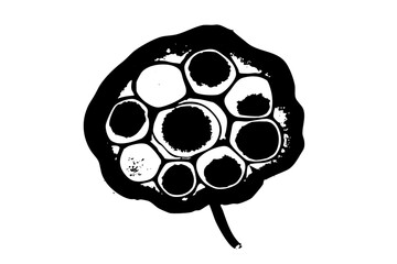 Vector Botanical lotus seed pod with circular compartments.