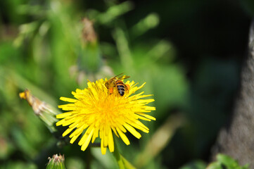 Bee pollinating a yellow wildflower