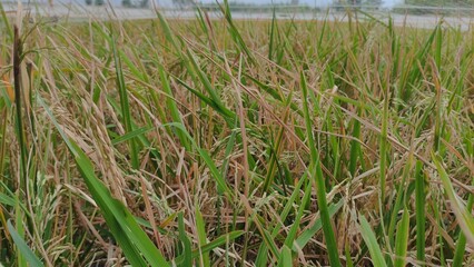 A close-up view of a rice field during the ripening season under cloudy skies. The golden and green stalks signal harvest time. This photo captures the essence of rural farming life and natural agricu