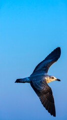 Obraz premium A seagull soaring in a vibrant blue sky