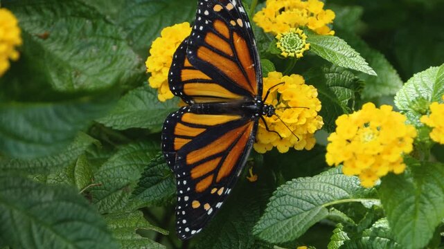 Close up macro of a monarch butterfly feeding on an orange flower nectar