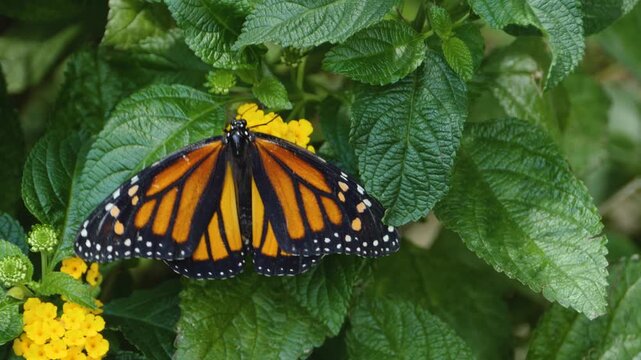 Close up macro of a monarch butterfly feeding on an orange flower nectar
