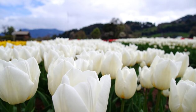 Close-up of a field of white tulips - Powered by Adobe