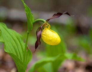 Yellow orchid in forest