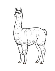 Line drawing of a llama