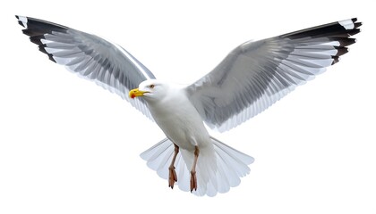 Obraz premium Seagull in flight against white background