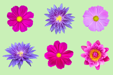 Naklejka premium Set of Lotus and cosmos flowers isolated on light green background. top view