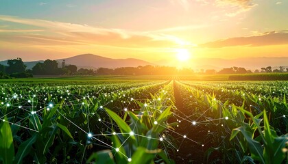 Sunrise over a cornfield with digital connections
