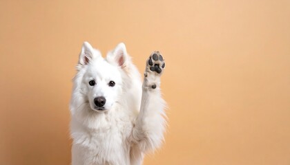 White dog with raised paw against peach background