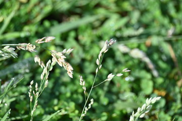 Eragrostis pilosa grass. It is a species of grass in the family Poaceae. It is native to Eurasia and Africa. It is widely introduced, and it is a common weed in many areas.