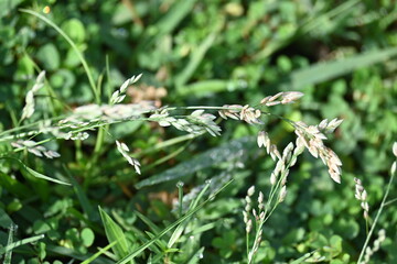Eragrostis pilosa grass. It is a species of grass in the family Poaceae. It is native to Eurasia...