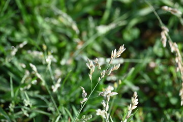 Eragrostis pilosa grass. It is a species of grass in the family Poaceae. It is native to Eurasia and Africa. It is widely introduced, and it is a common weed in many areas.