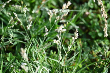 Eragrostis pilosa grass. It is a species of grass in the family Poaceae. It is native to Eurasia and Africa. It is widely introduced, and it is a common weed in many areas.