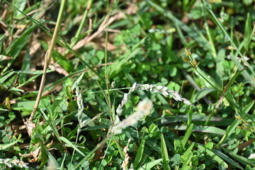 Eragrostis pilosa grass. It is a species of grass in the family Poaceae. It is native to Eurasia and Africa. It is widely introduced, and it is a common weed in many areas.