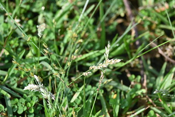 Eragrostis pilosa grass. It is a species of grass in the family Poaceae. It is native to Eurasia and Africa. It is widely introduced, and it is a common weed in many areas.
