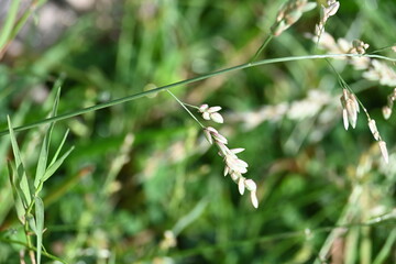 Eragrostis pilosa grass. It is a species of grass in the family Poaceae. It is native to Eurasia and Africa. It is widely introduced, and it is a common weed in many areas.