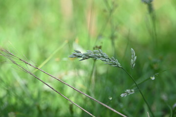 Eragrostis pilosa grass. It is a species of grass in the family Poaceae. It is native to Eurasia...