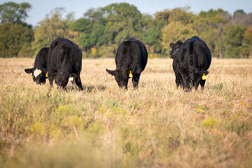 Cattle on fall grass