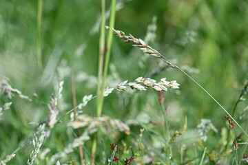 Eragrostis pilosa grass. It is a species of grass in the family Poaceae. It is native to Eurasia...