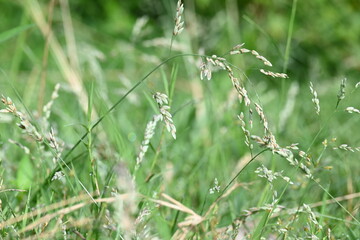 Eragrostis pilosa grass. It is a species of grass in the family Poaceae. It is native to Eurasia and Africa. It is widely introduced, and it is a common weed in many areas.