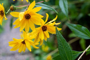 Bright Yellow Wildflowers with Dew Drops in Natural Garden Setting