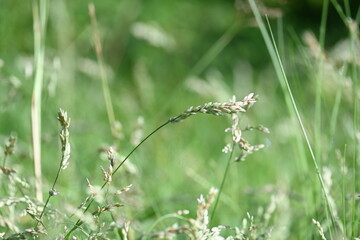 Eragrostis pilosa grass. It is a species of grass in the family Poaceae. It is native to Eurasia and Africa. It is widely introduced, and it is a common weed in many areas.