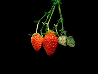 A close-up of a bunch of fresh strawberries on their green stem.