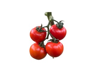 A close-up of a bunch of fresh, red cherry tomatoes on a white  background.