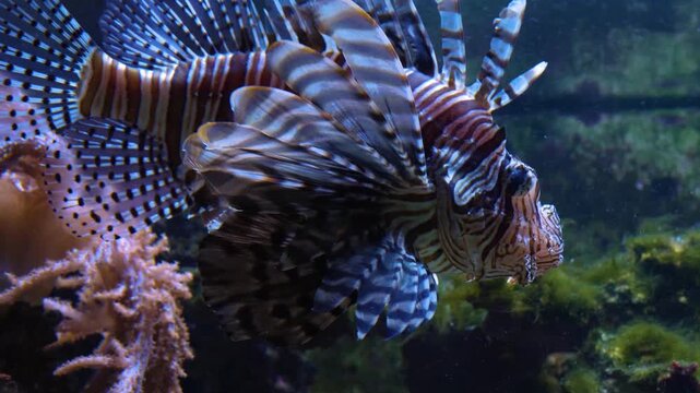 Lionfish- close up of head and side slowly swimming around underwater