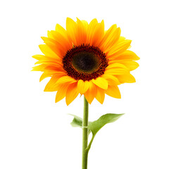 Obraz premium Single yellow sunflower image