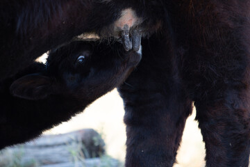 Calves nursing © Laura