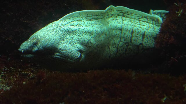 Clsoe up of a large eel head resting underwater between rocks and moving his mouth