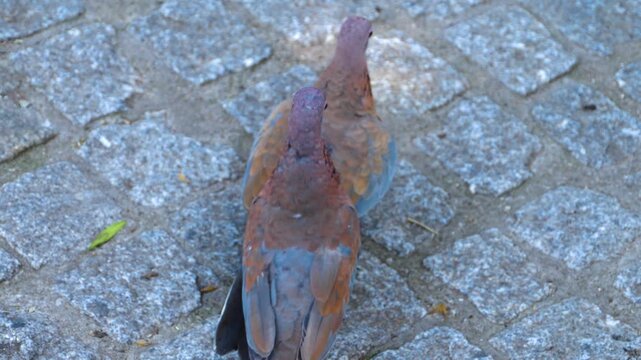 Clsoe up of a laughing dove or pigeon moving aorund teh ground ona sunny day