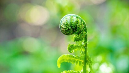 Unfurling Fern Frond Closeup Macro Photography