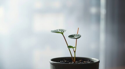 Young Plant by Window.