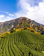 Fototapeta premium Autumnal mountain tea plantation