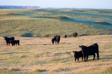 Cow-Calf Pairs on grass