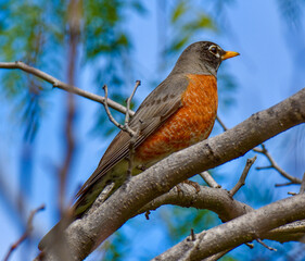 American Red Robin with Bright Orange Red Feathers Plumsge
