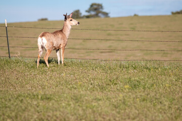 Deer at fence 