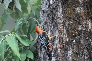 The rufous-bellied woodpecker or rufous-bellied sapsucker (Dendrocopos hyperythrus) is a species of bird in the family Picidae. This photo was taken in North India.