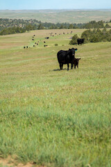 Cow-Calf Pairs on grass