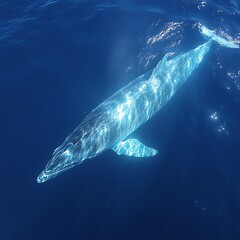 Naklejka premium A whale, light-blue hue, surfaces in deep blue ocean
