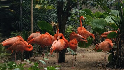 A group of flamingos resting in the jungle
