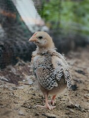 A newly hatched chick on the farm