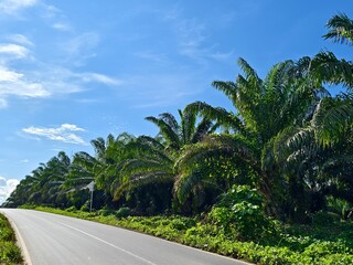 Obraz premium Roadside oil palm plantation with blue sky background