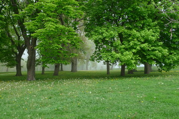 Fototapeta premium Lincoln Park